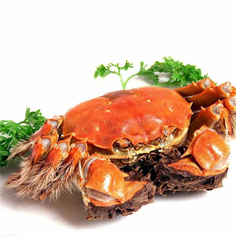 蟹叫叫阳澄湖大闸蟹